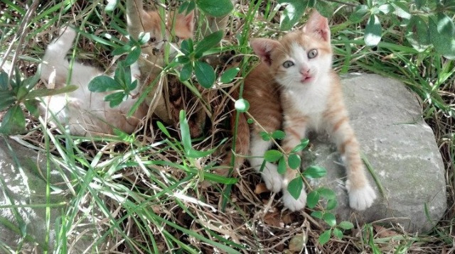 开云·体育官网APP下载-拜仁慕尼黑中场大师引领全队，拜仁慕尼黑站位